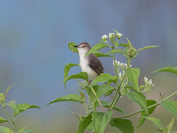 <h3><a href="/trips/srilanka/biota/animalia/chordata/aves/040 passeriformes/088 cisticolidae/prinia inornata/prinia inornata-nl.html">Prinia&nbsp;inornata</a> / Plain&nbsp;prinia / Witteugelprinia</h3>NIKON D500 met AF-S Nikkor 300mm f/2.8G IF-ED VR II, 1/640 sec  bij F7.1, ISO 200, afstand 14.9&nbsp;m